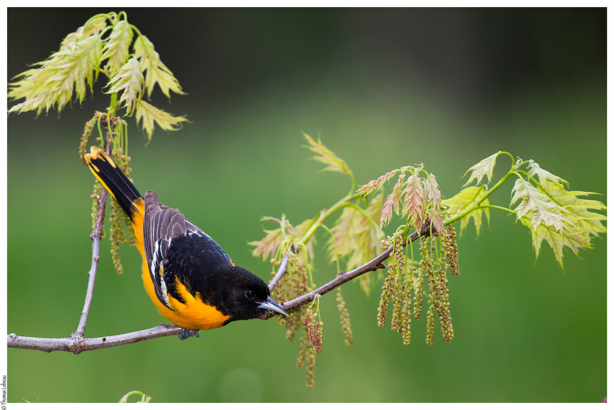 Canon EOS-1D X + Canon EF 600mm f/4L IS sample photo. Baltimore oriole photography