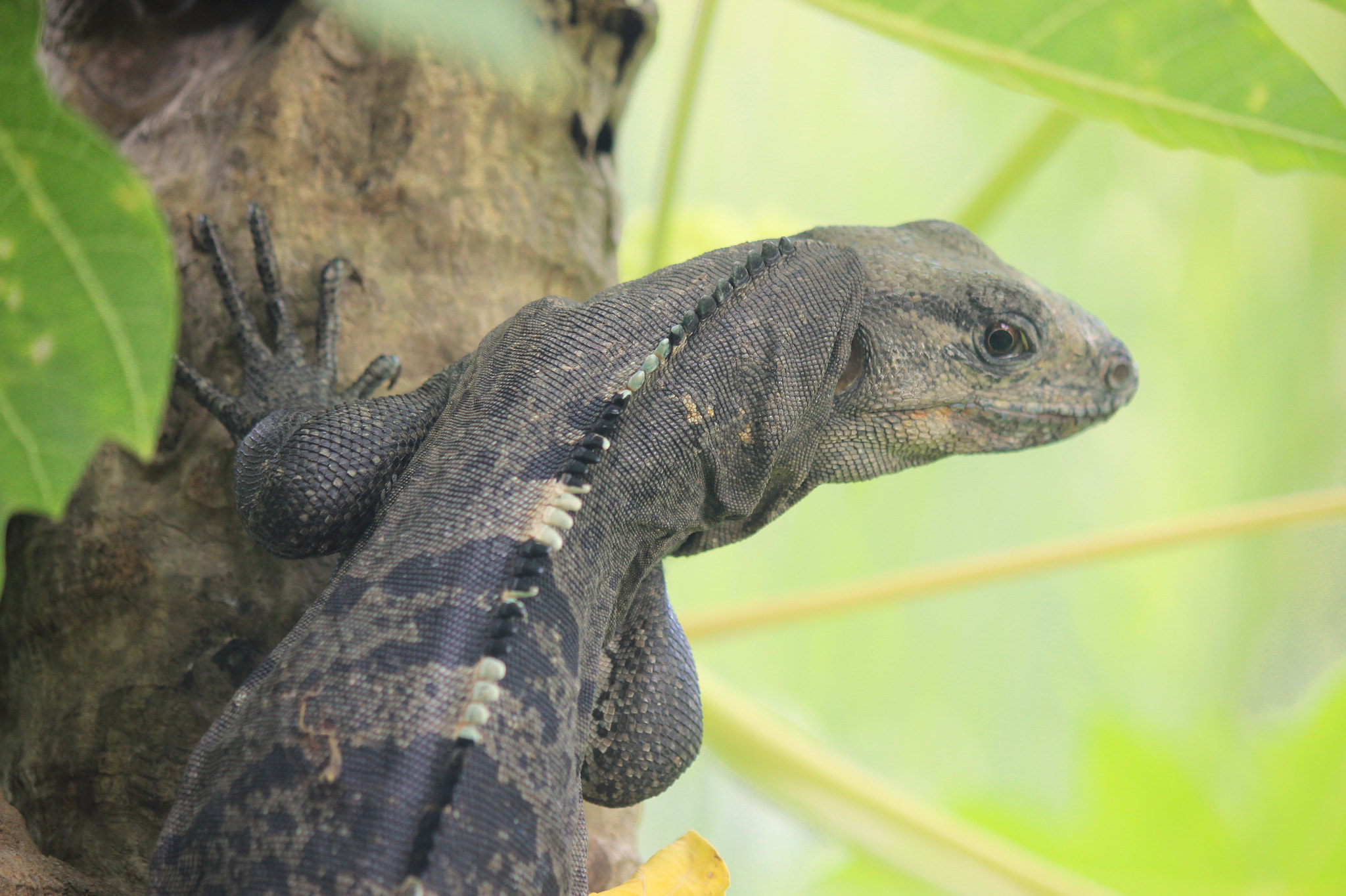 Canon EF-S 55-250mm F4-5.6 IS II sample photo