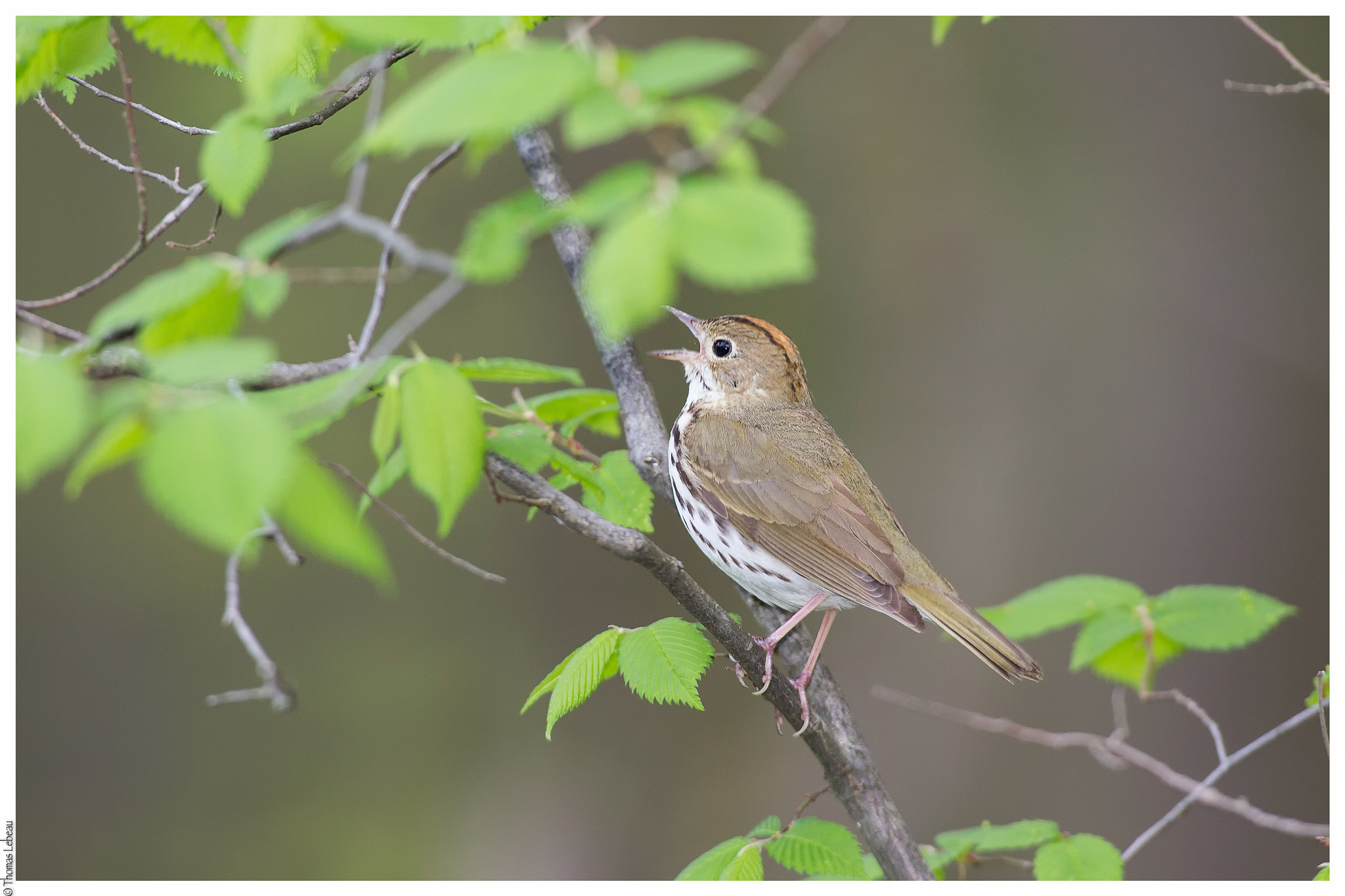Canon EOS-1D X + Canon EF 600mm f/4L IS sample photo. Oven bird photography