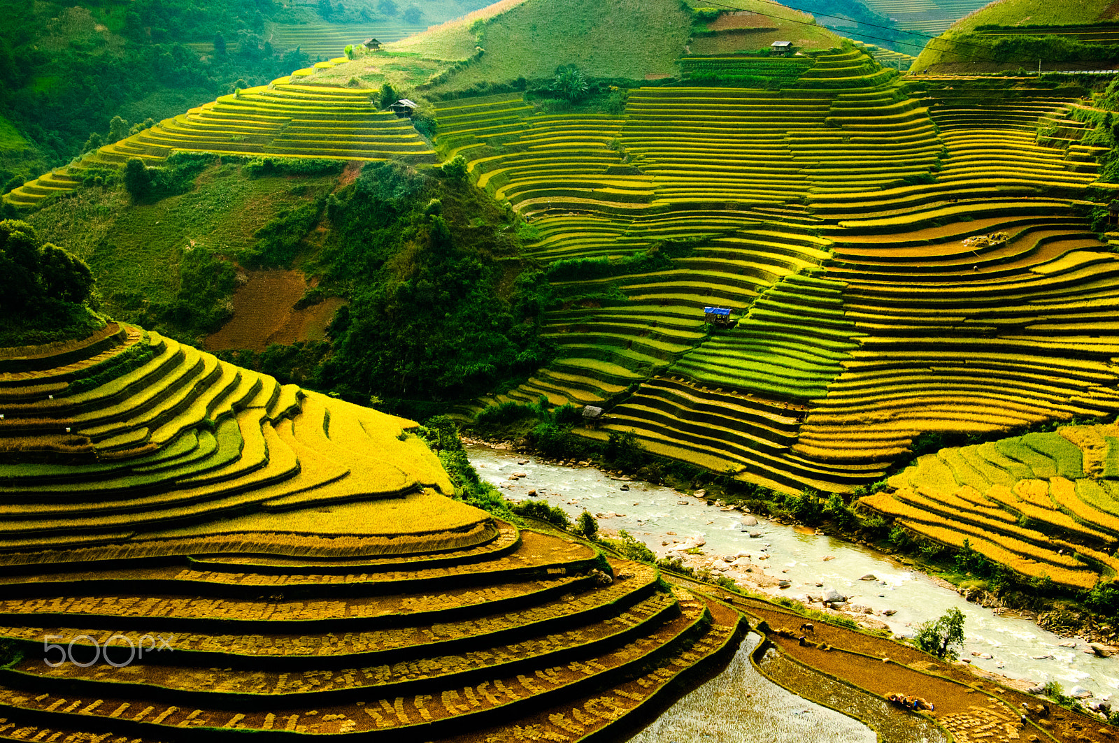 Nikon D2Xs sample photo. Rice fields on terrace in vietnam. photography