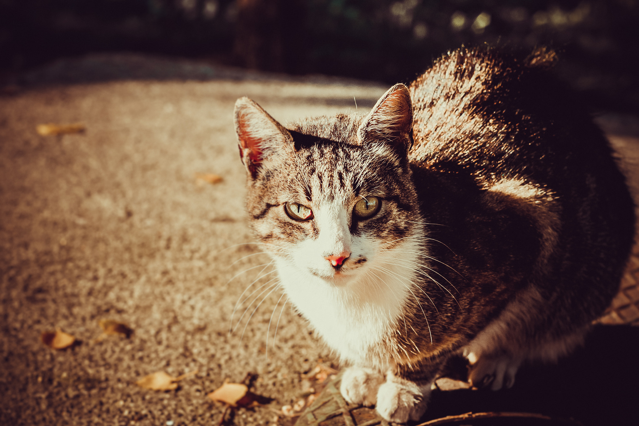 Canon EOS M + Canon EF 50mm F1.8 II sample photo. Urban wild (of ) photography