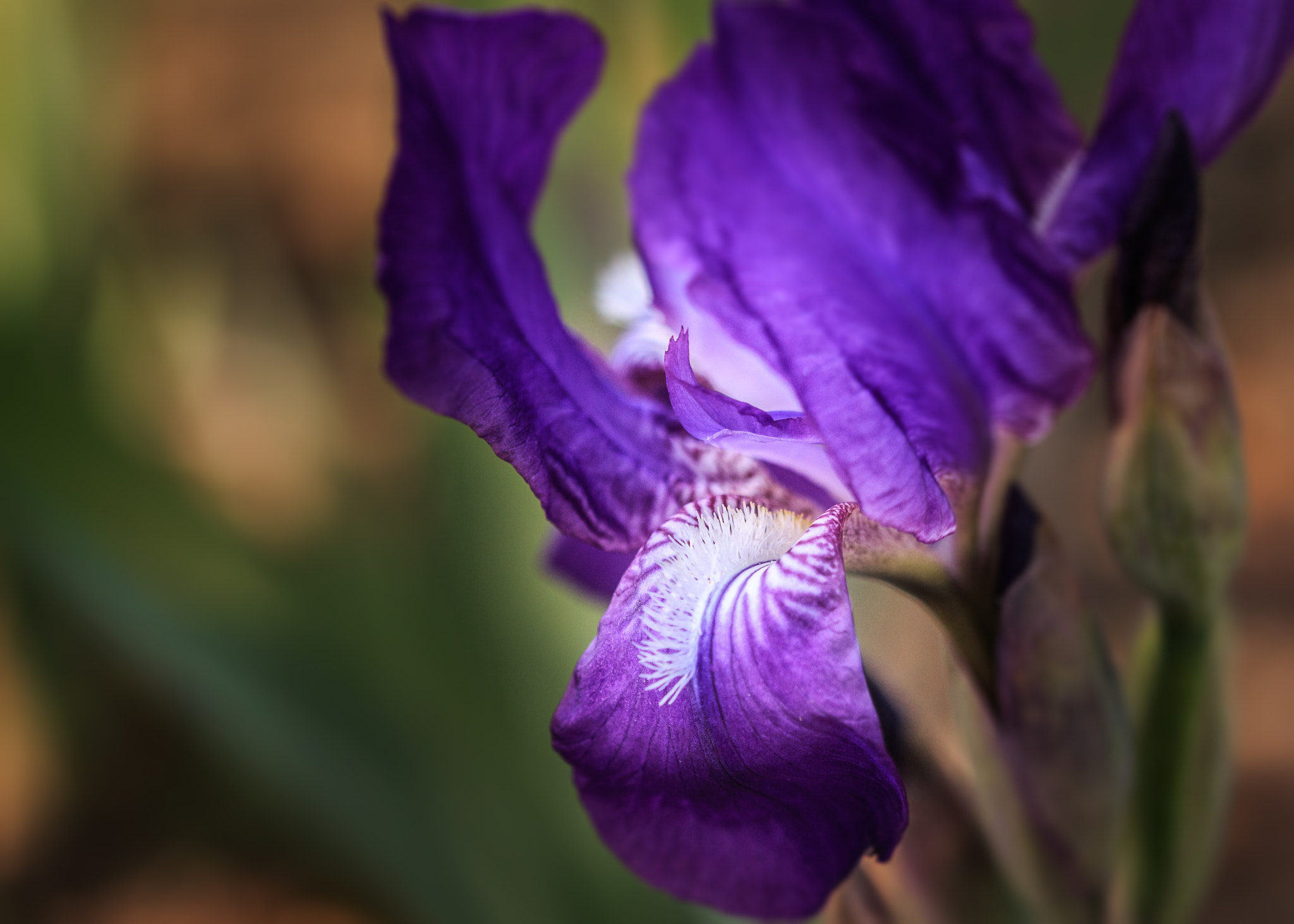 Sigma 105mm F2.8 EX DG OS HSM sample photo. Royal purple photography