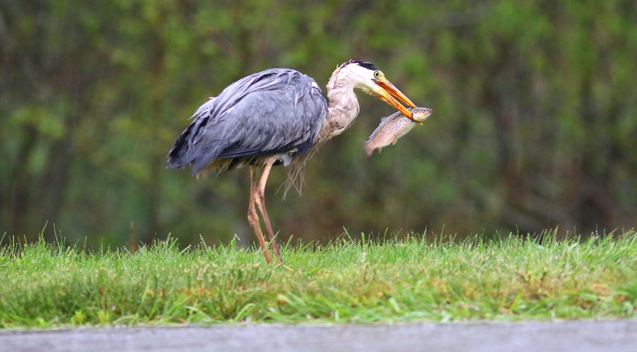 Canon EF 300mm F4L IS USM sample photo. Fish course photography