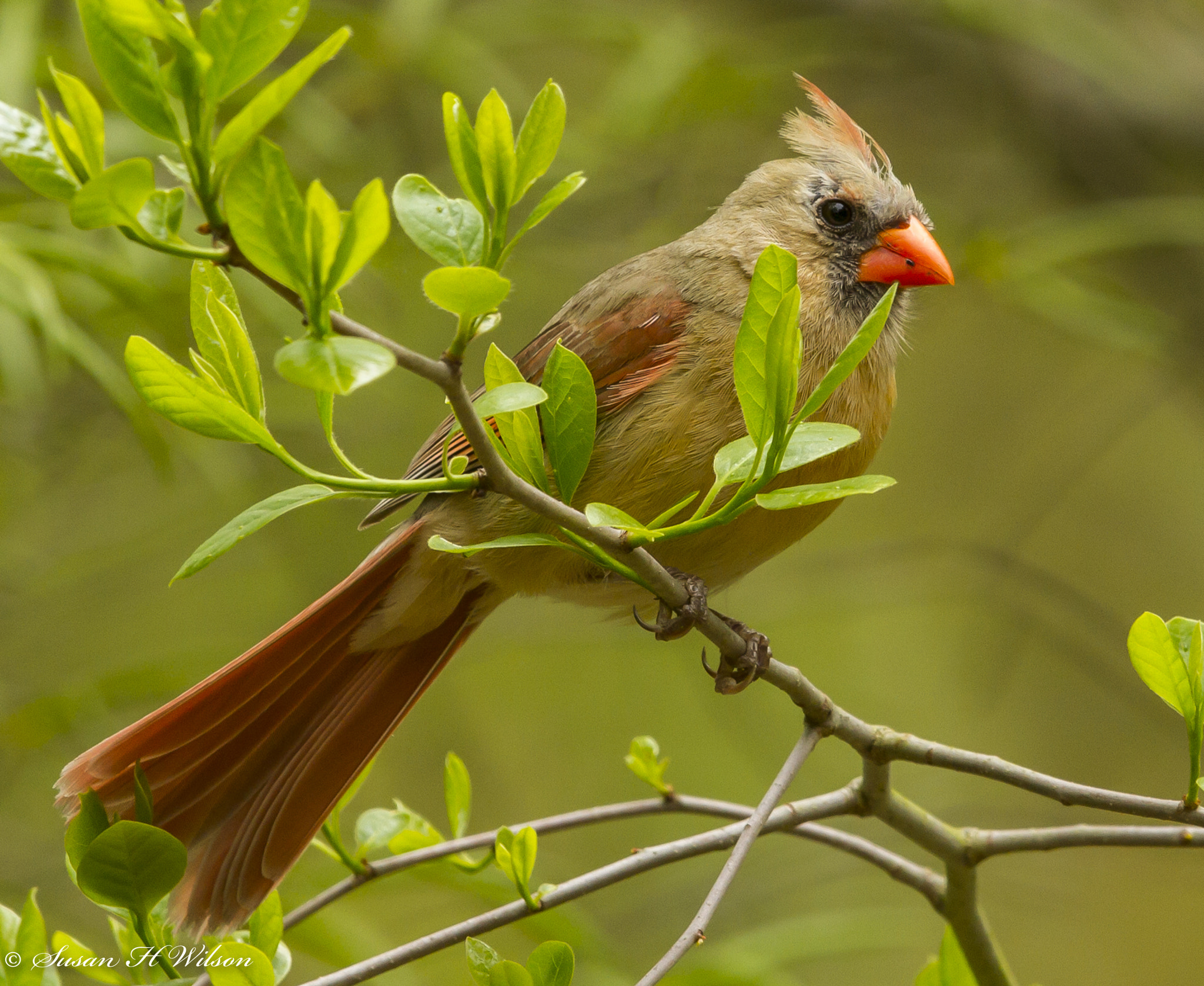Canon EOS 7D + Canon EF 600mm F4L IS II USM sample photo. Female cardinal photography