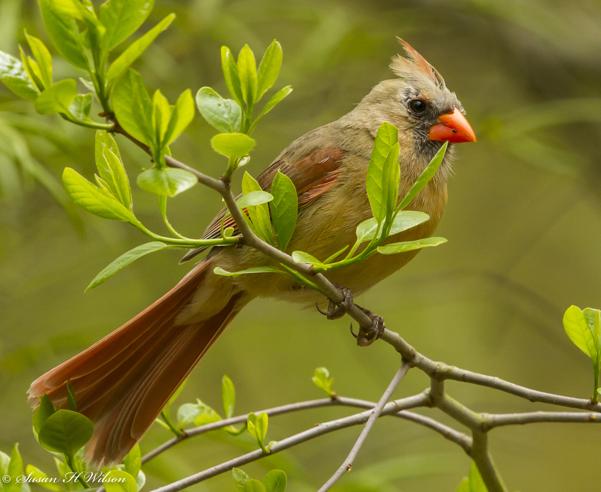Canon EF 600mm F4L IS II USM sample photo. Female cardinal photography