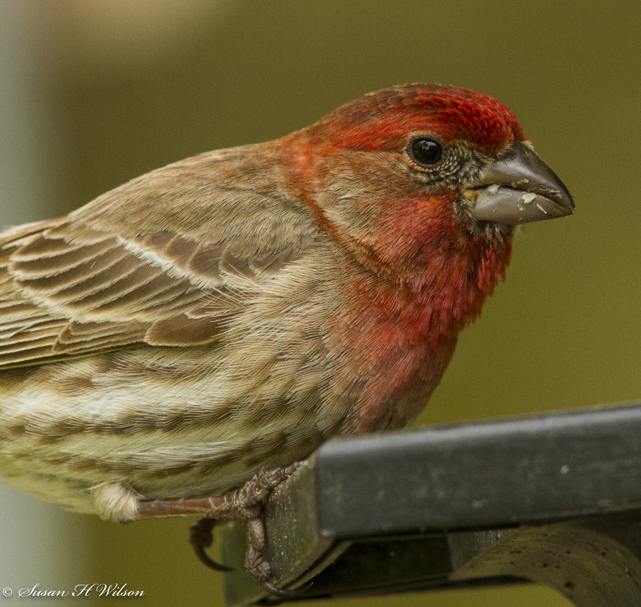 Canon EOS 7D + Canon EF 600mm F4L IS II USM sample photo. Finch photography