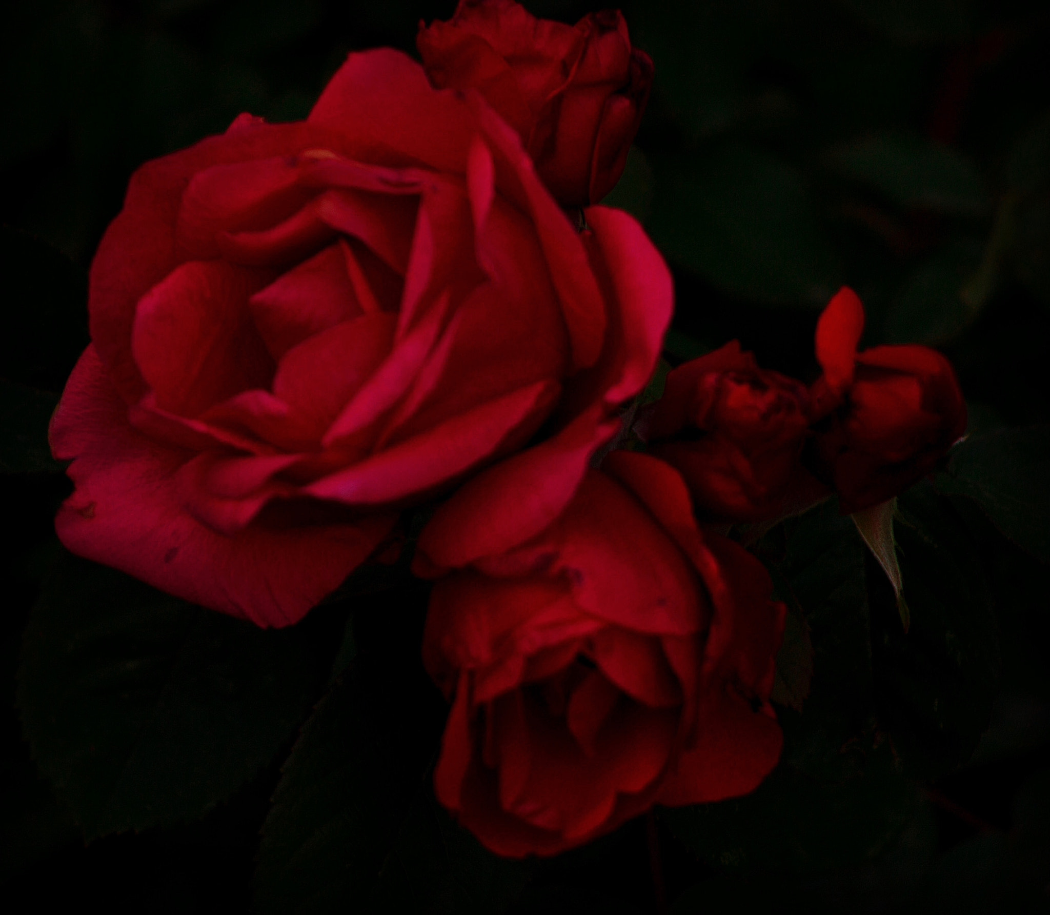 Canon EOS 1100D (EOS Rebel T3 / EOS Kiss X50) + Canon EF 80-200mm F4.5-5.6 II sample photo. Crimson roses photography