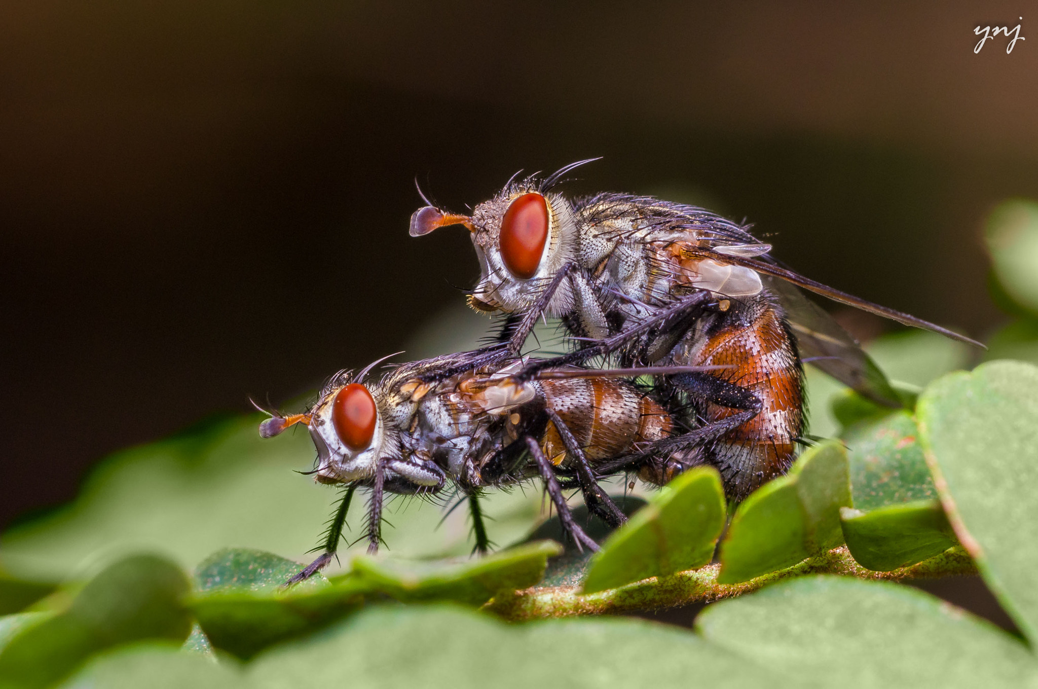 Sigma 70-300mm F4-5.6 APO DG Macro sample photo. Makkhi in the making photography