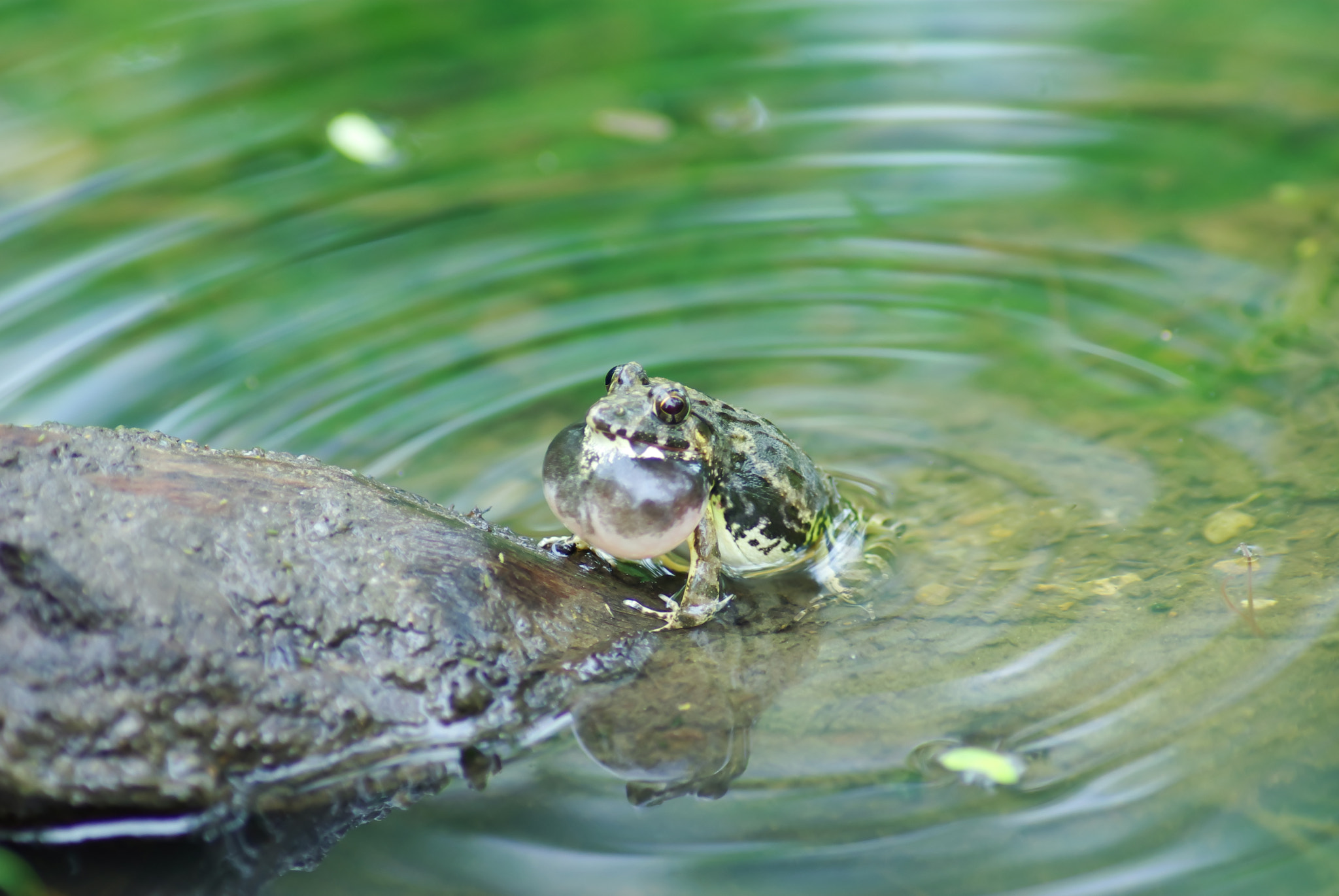 Pentax K10D + Pentax smc D-FA 100mm F2.8 macro sample photo. Frog photography