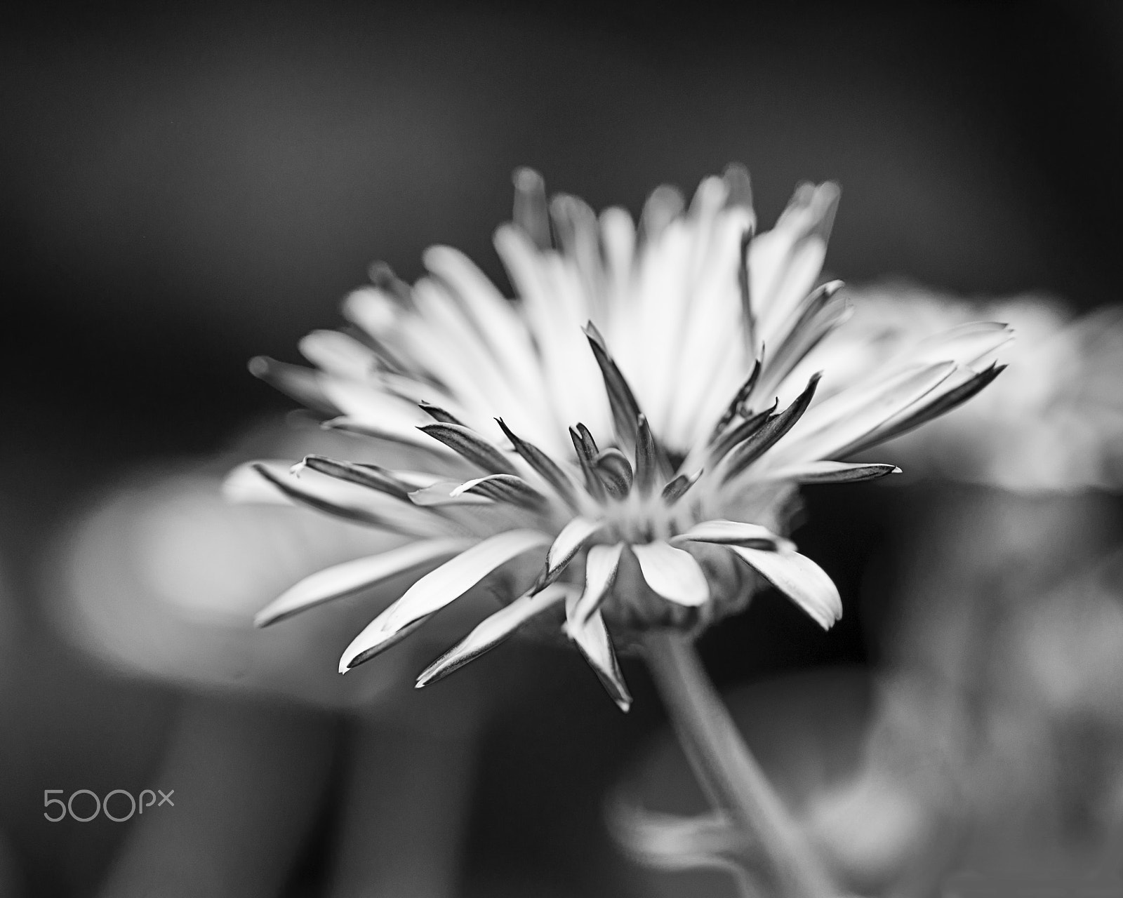 Nikon D600 sample photo. Daisy opening up in black and white photography