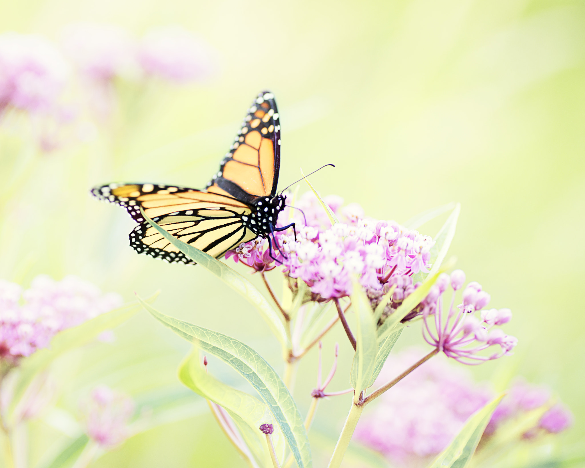 Nikon D600 sample photo. Monarch photography