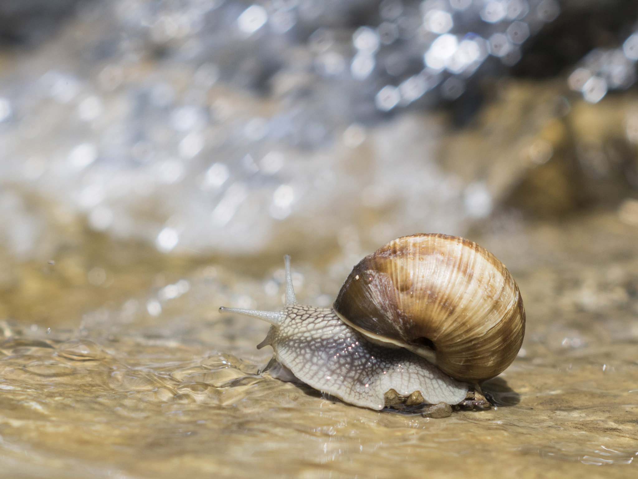 Canon EOS 750D (EOS Rebel T6i / EOS Kiss X8i) + Canon EF 35-80mm f/4-5.6 sample photo. Snail at the beach.... photography