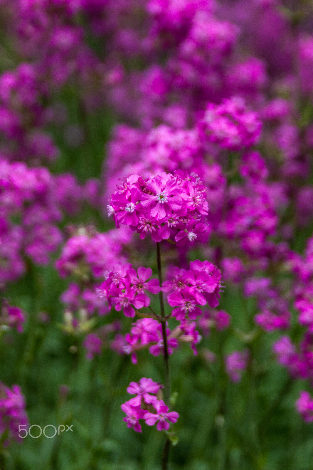 Sigma 18-50mm f/2.8 Macro sample photo. Flowers photography