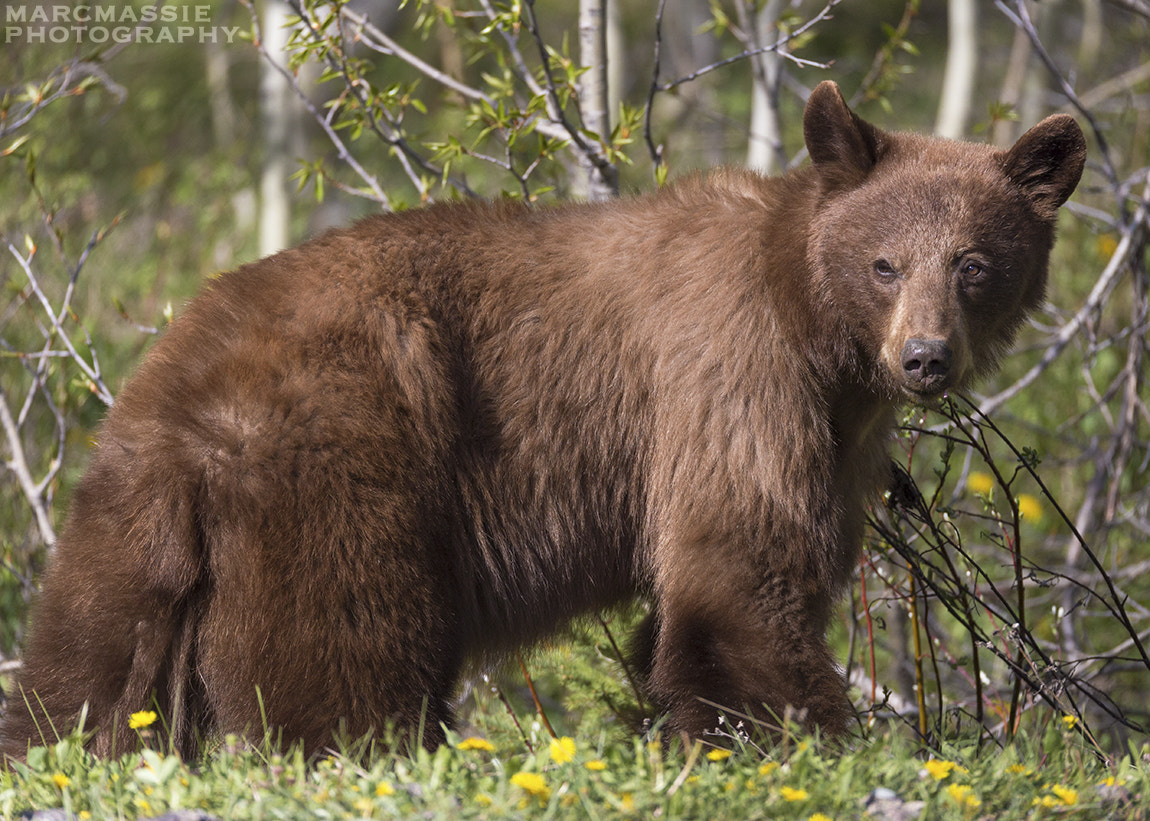 150-600mm F5-6.3 DG OS HSM | Sports 014 sample photo. Cinnamon bear in waterton national park photography
