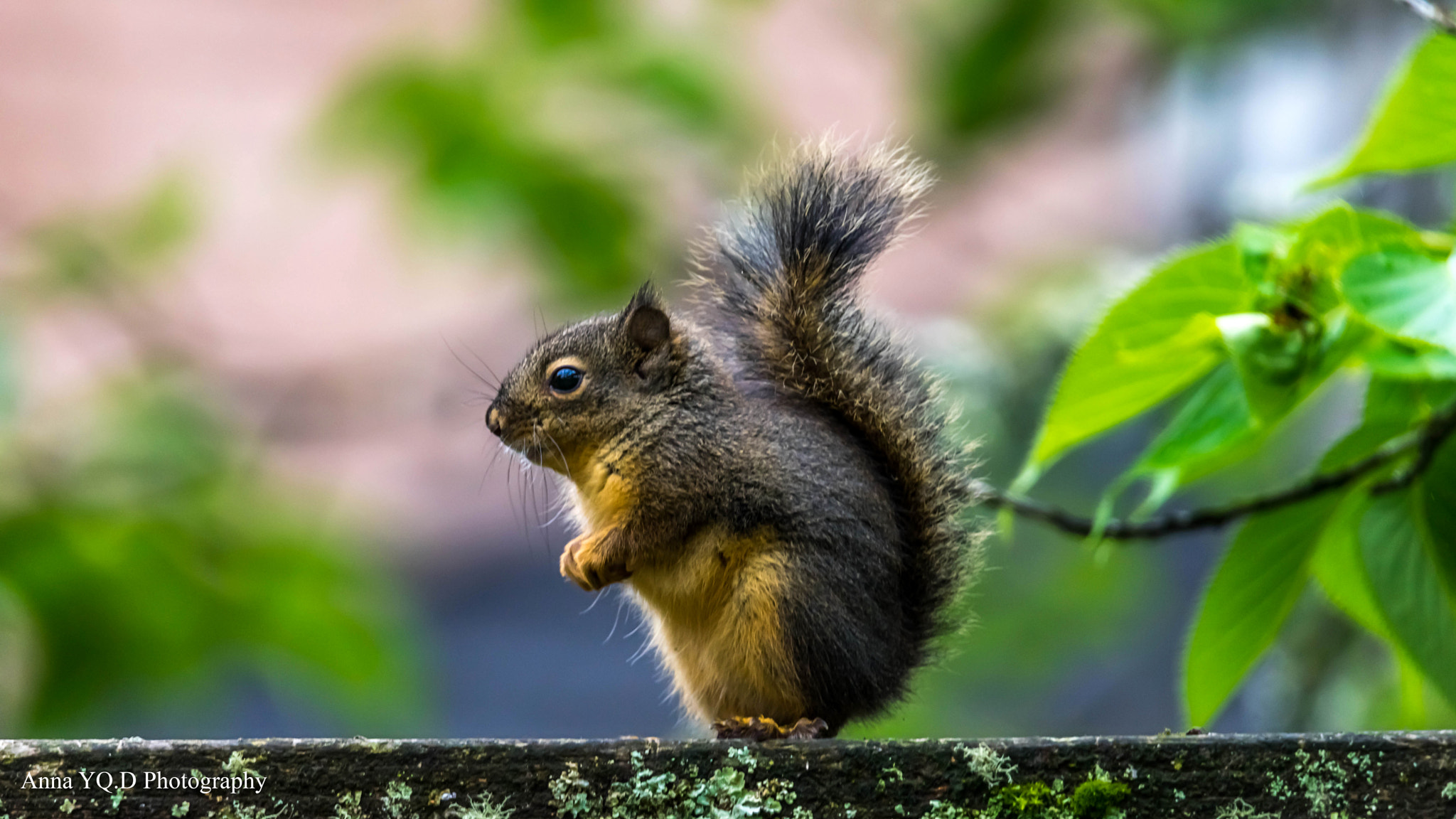 Sony a7 + Tamron SP 150-600mm F5-6.3 Di VC USD sample photo. Baby squirrel photography