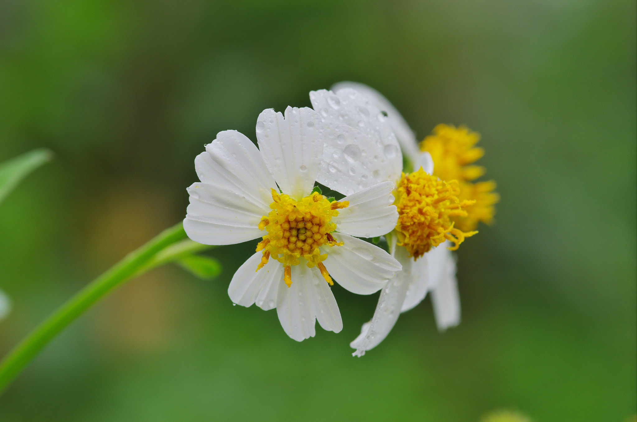 Pentax K-5 IIs sample photo. Flower photography