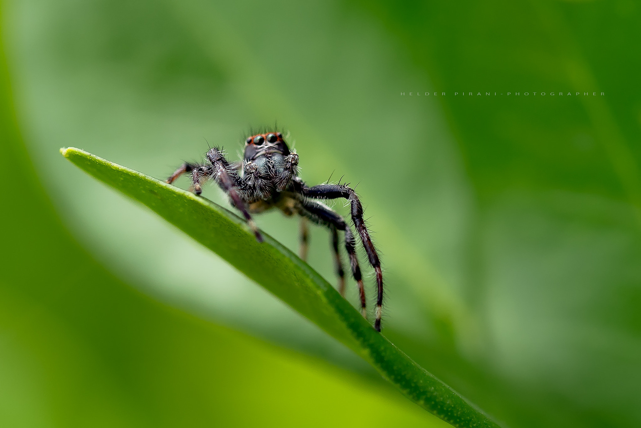 Sigma 105mm F2.8 EX DG OS HSM sample photo. Spider photography