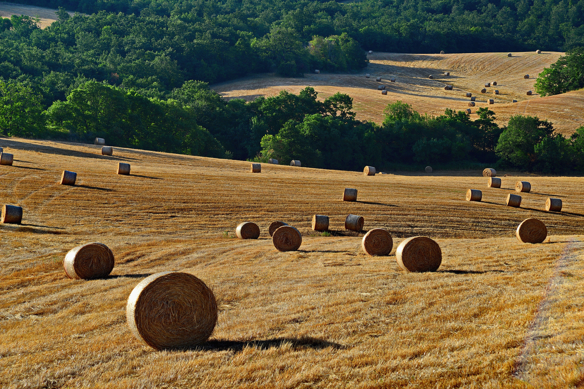 Nikon D800E + AF Zoom-Nikkor 24-120mm f/3.5-5.6D IF sample photo. Everygreen photography