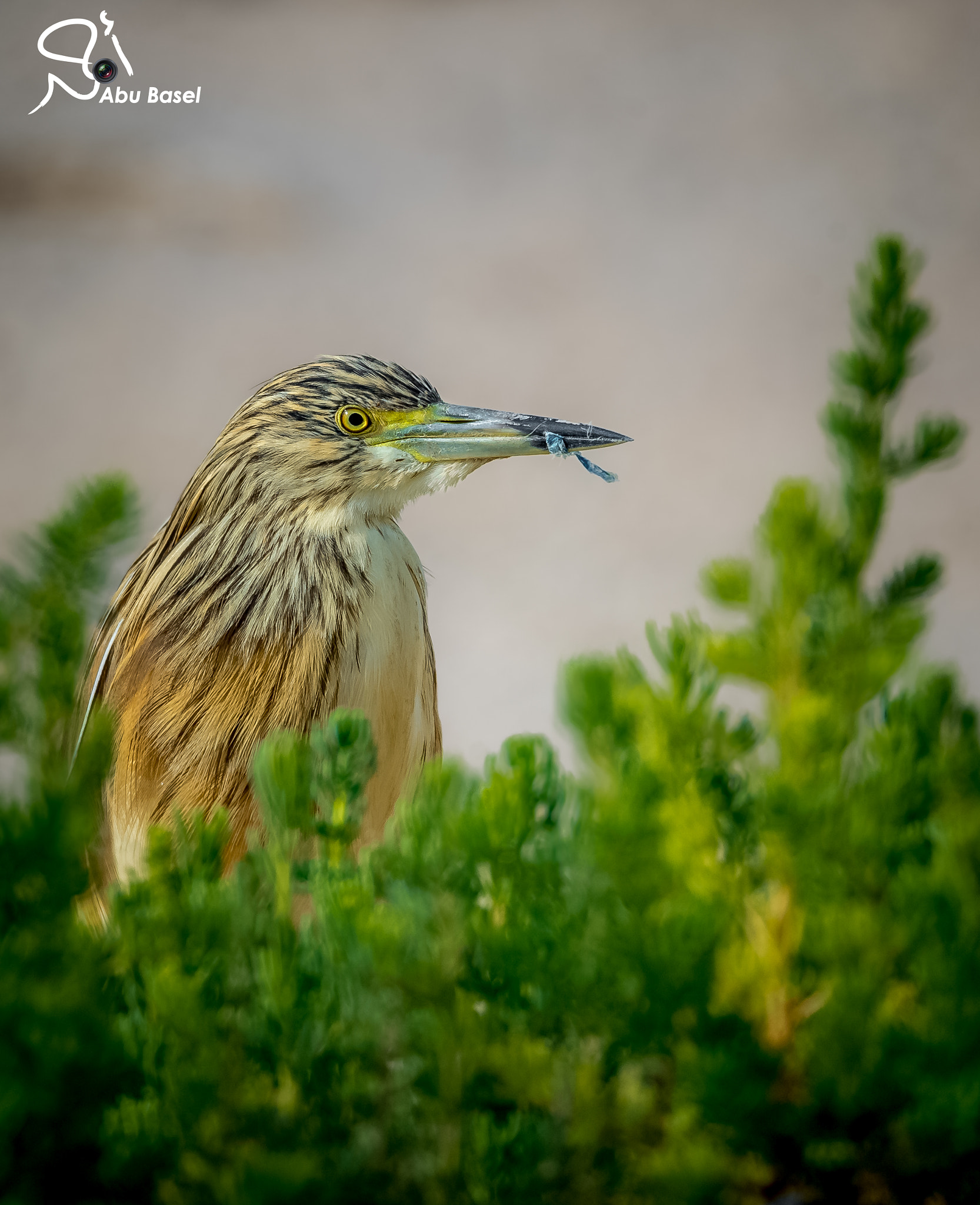 Sigma 150-600mm F5-6.3 DG OS HSM | S sample photo