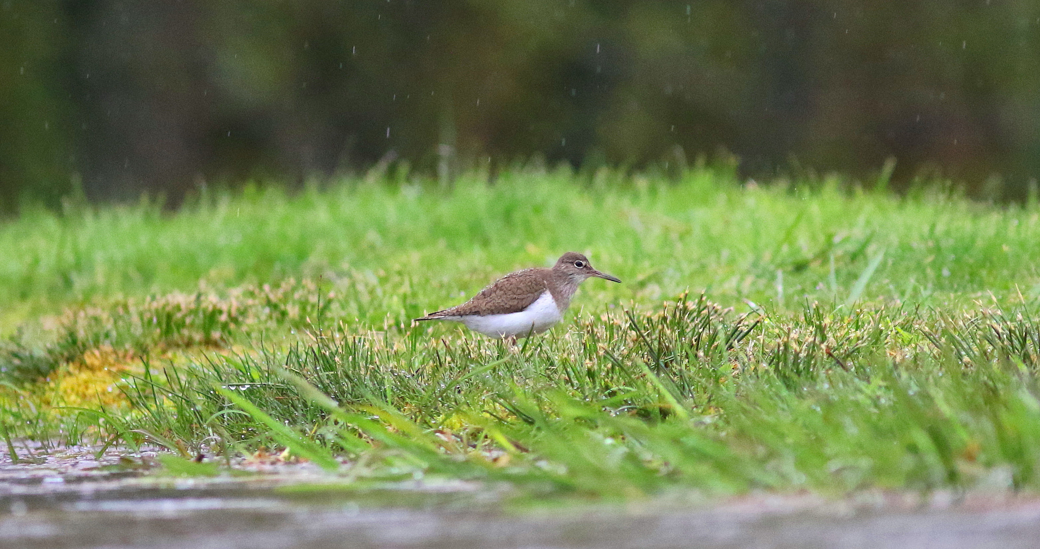 Canon EF 300mm F4L IS USM sample photo. Common sandpiper photography