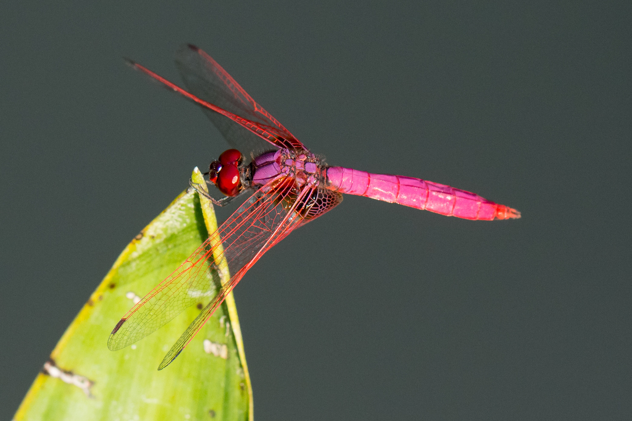 Canon EOS 650D (EOS Rebel T4i / EOS Kiss X6i) + Canon EF 100mm F2.8L Macro IS USM sample photo. The crimson dropwing dragonfly photography