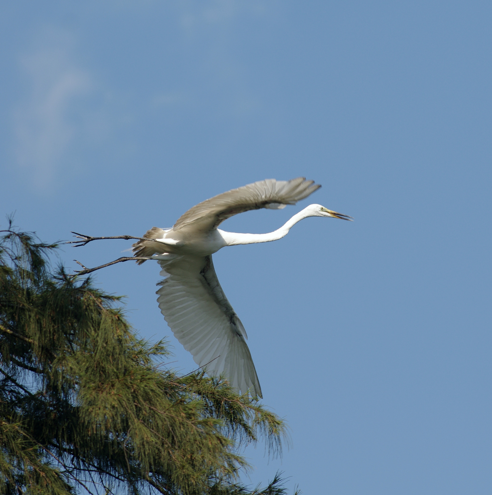 Pentax K-5 IIs sample photo. Egret photography