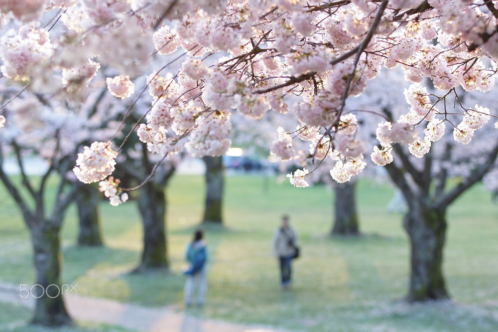 Sony SLT-A77 + Tamron Lens (255) sample photo. Cherry blossom season photography