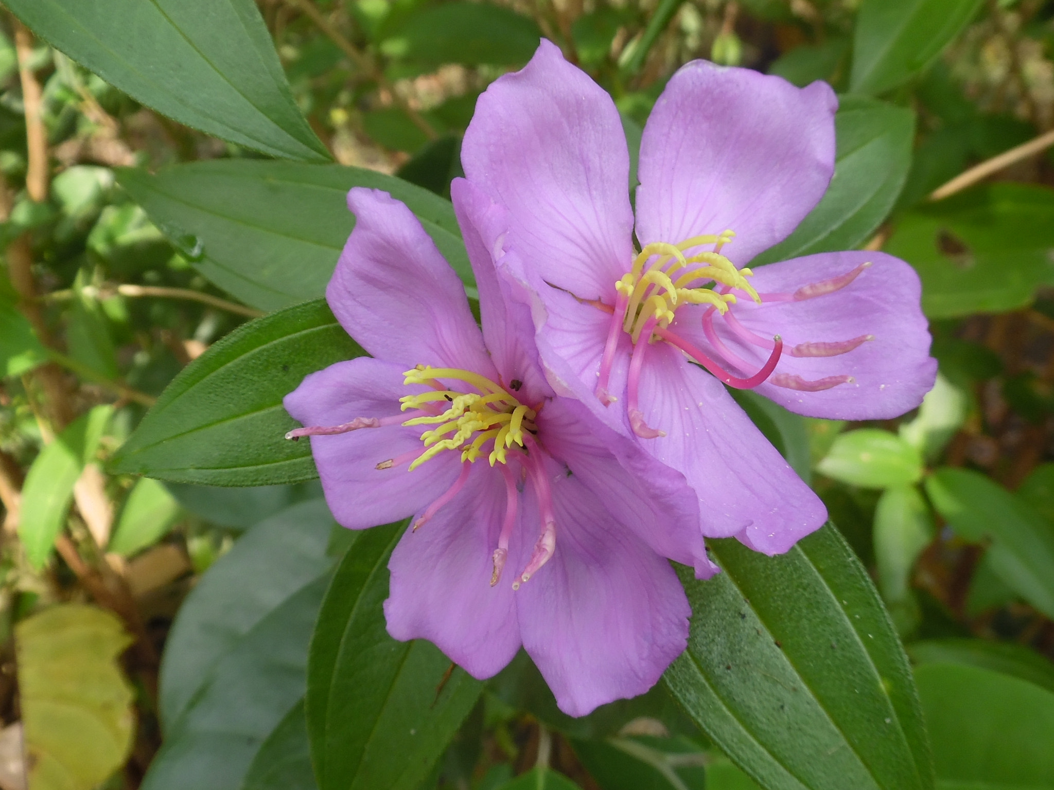 Samsung WB50F/WB51F/WB52F sample photo. The purple twins photography