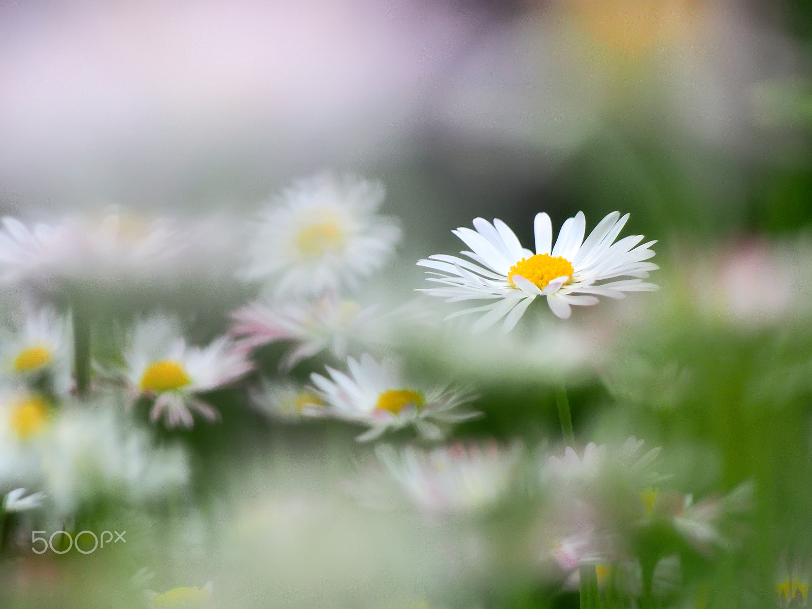 Olympus PEN E-PL5 sample photo. The white ones photography