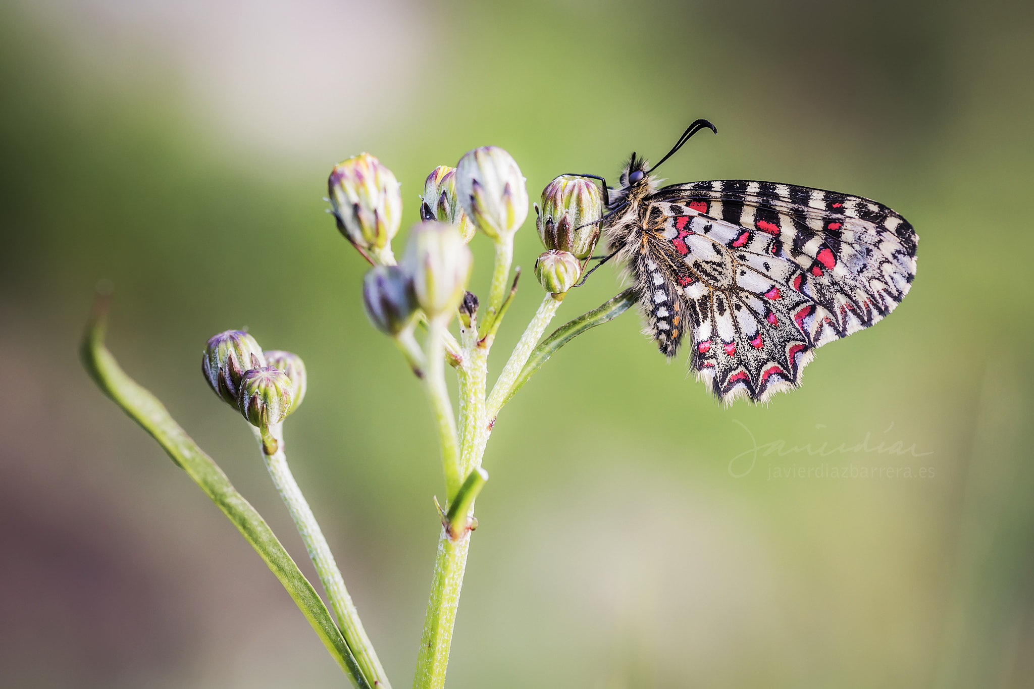 Sony a99 II + Minolta AF 100mm F2.8 Macro [New] sample photo. Zerynthia rumina photography