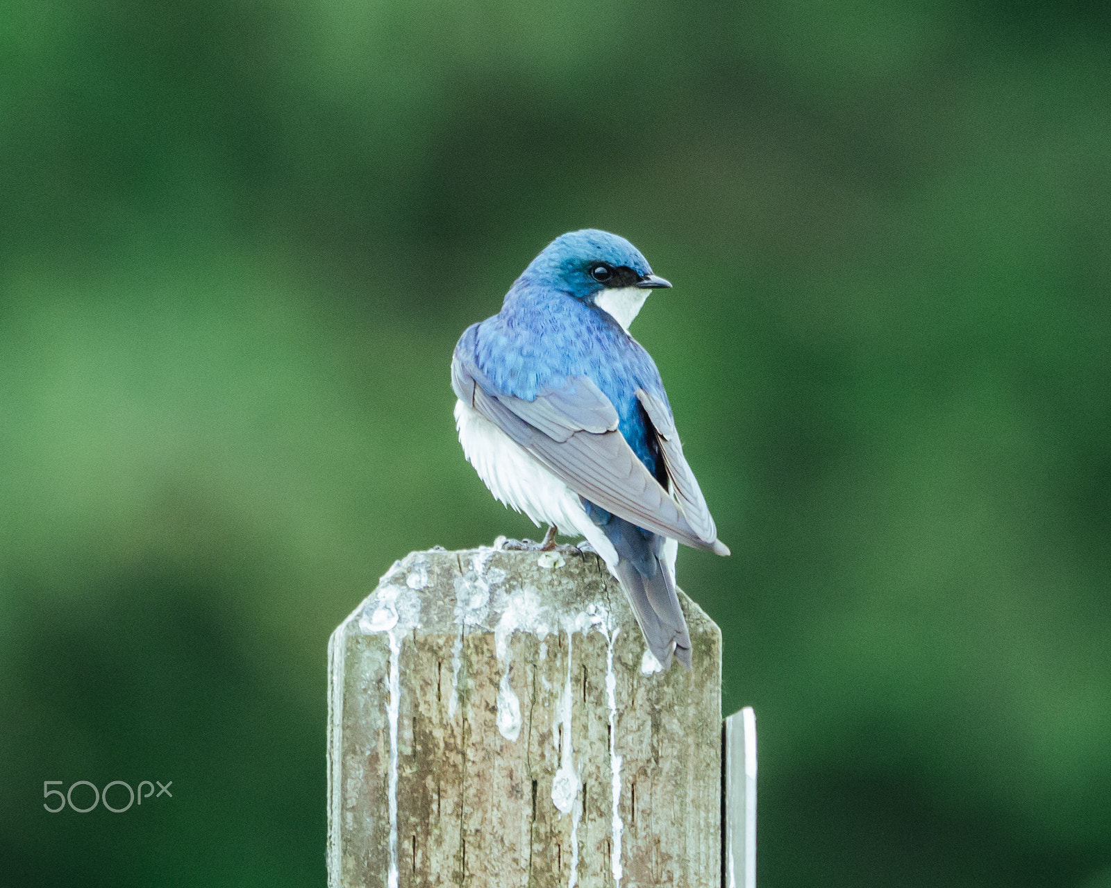 Panasonic Lumix DMC-GX1 sample photo. Elegance of the luminous blue photography