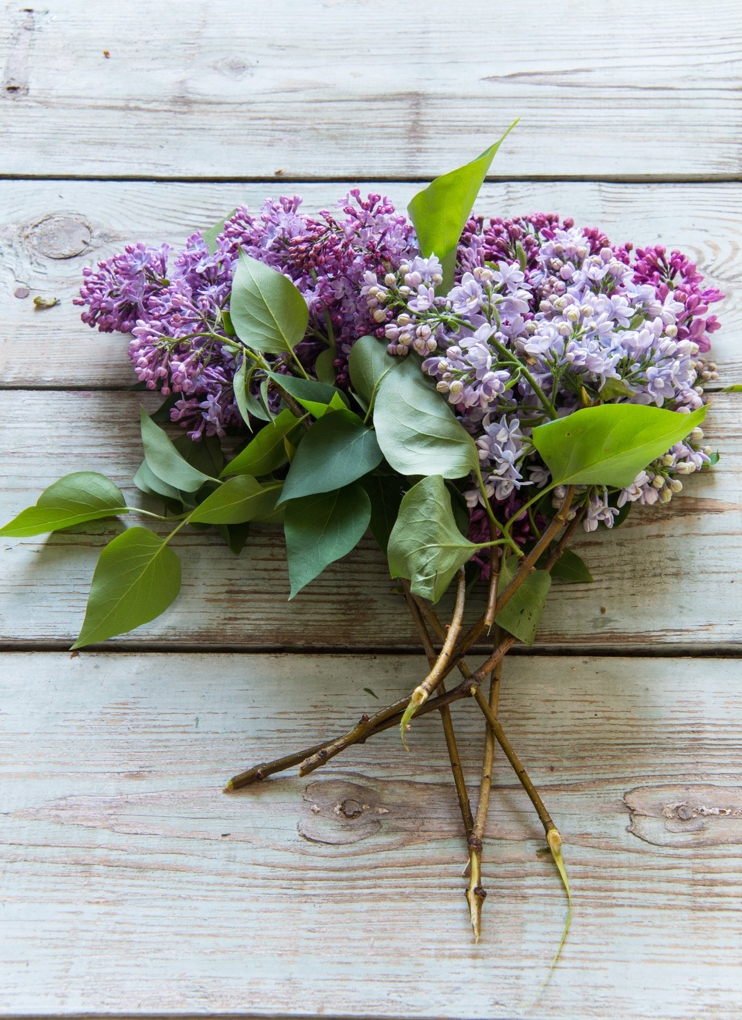 Nikon AF Nikkor 24-85mm F2.8-4D IF sample photo. Lilac flowers photography