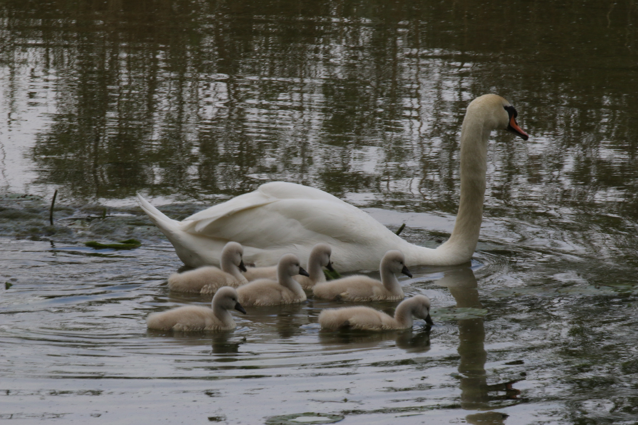 Canon EOS 70D + Canon EF 100-400mm F4.5-5.6L IS II USM sample photo. Famille! photography