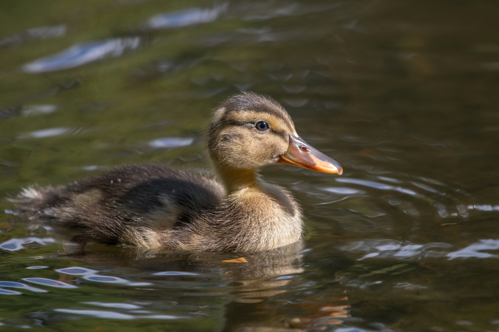 Canon EOS 80D + Canon EF 100-400mm F4.5-5.6L IS USM sample photo. Duckling photography
