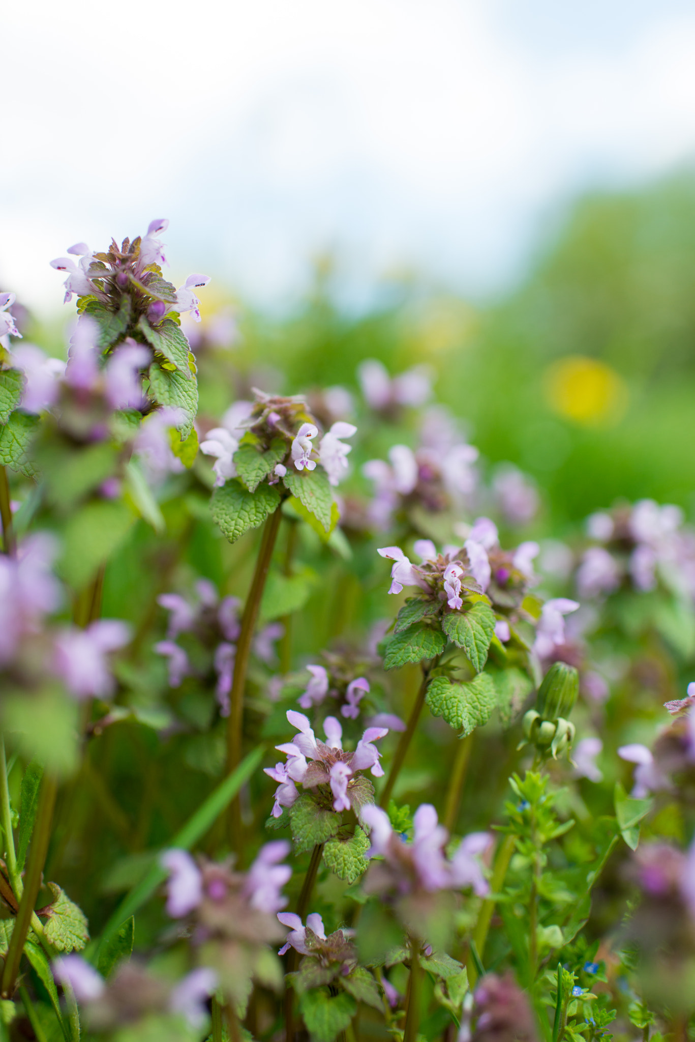 Nikon D800E + Nikon AF-S Nikkor 35mm F1.4G sample photo. Meadow photography