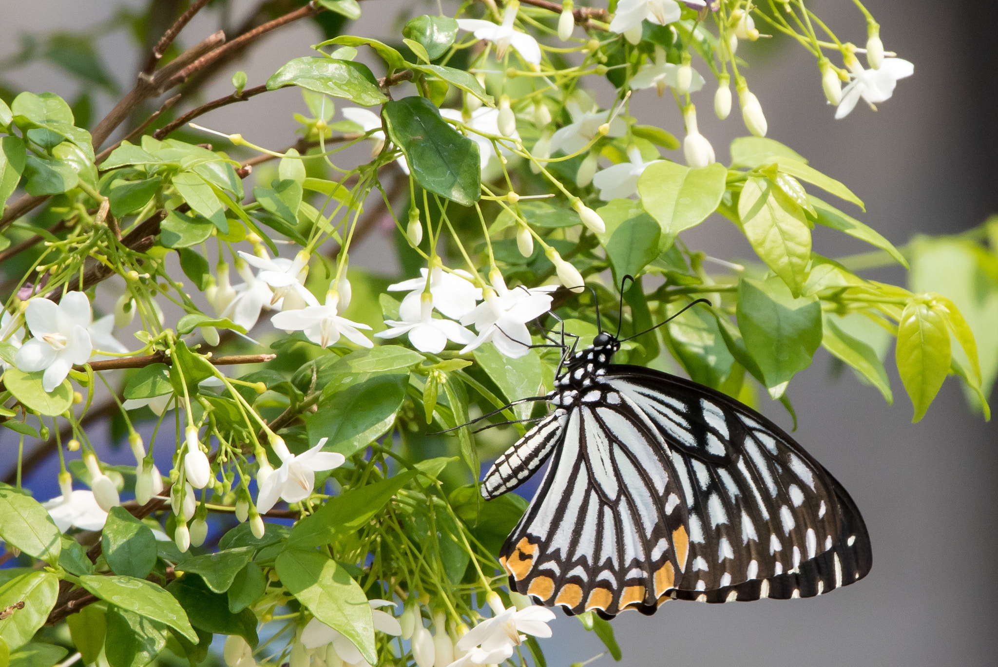 Canon EF 70-200mm F4L IS USM sample photo. The common mime butterfly photography