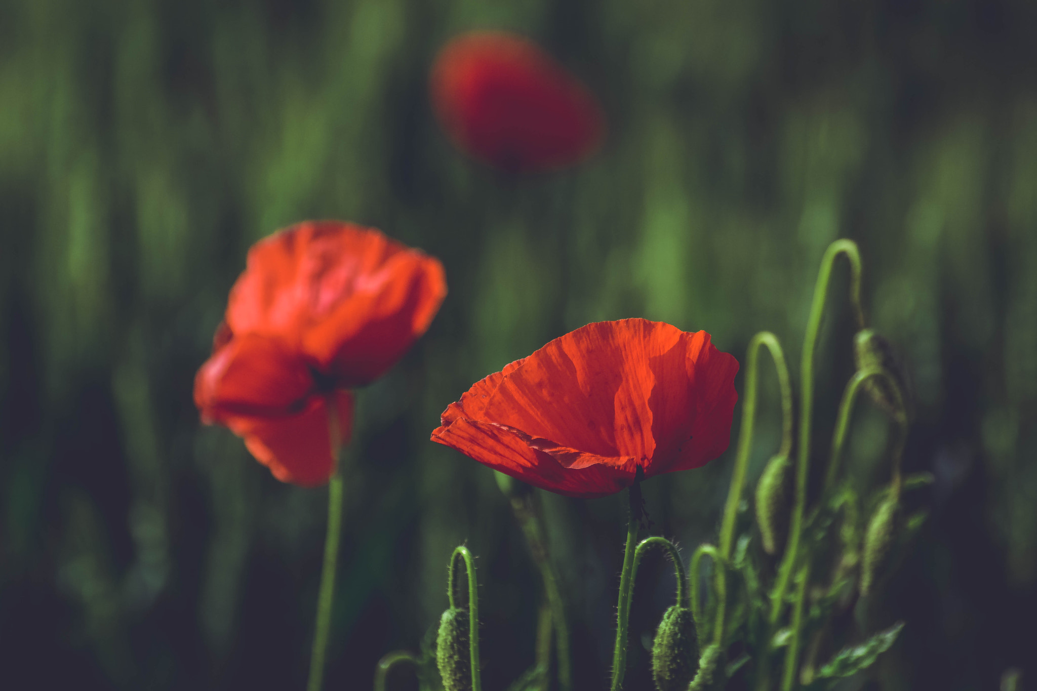 Nikon D7100 + Sigma 70-300mm F4-5.6 DG Macro sample photo. Poppy flowers photography