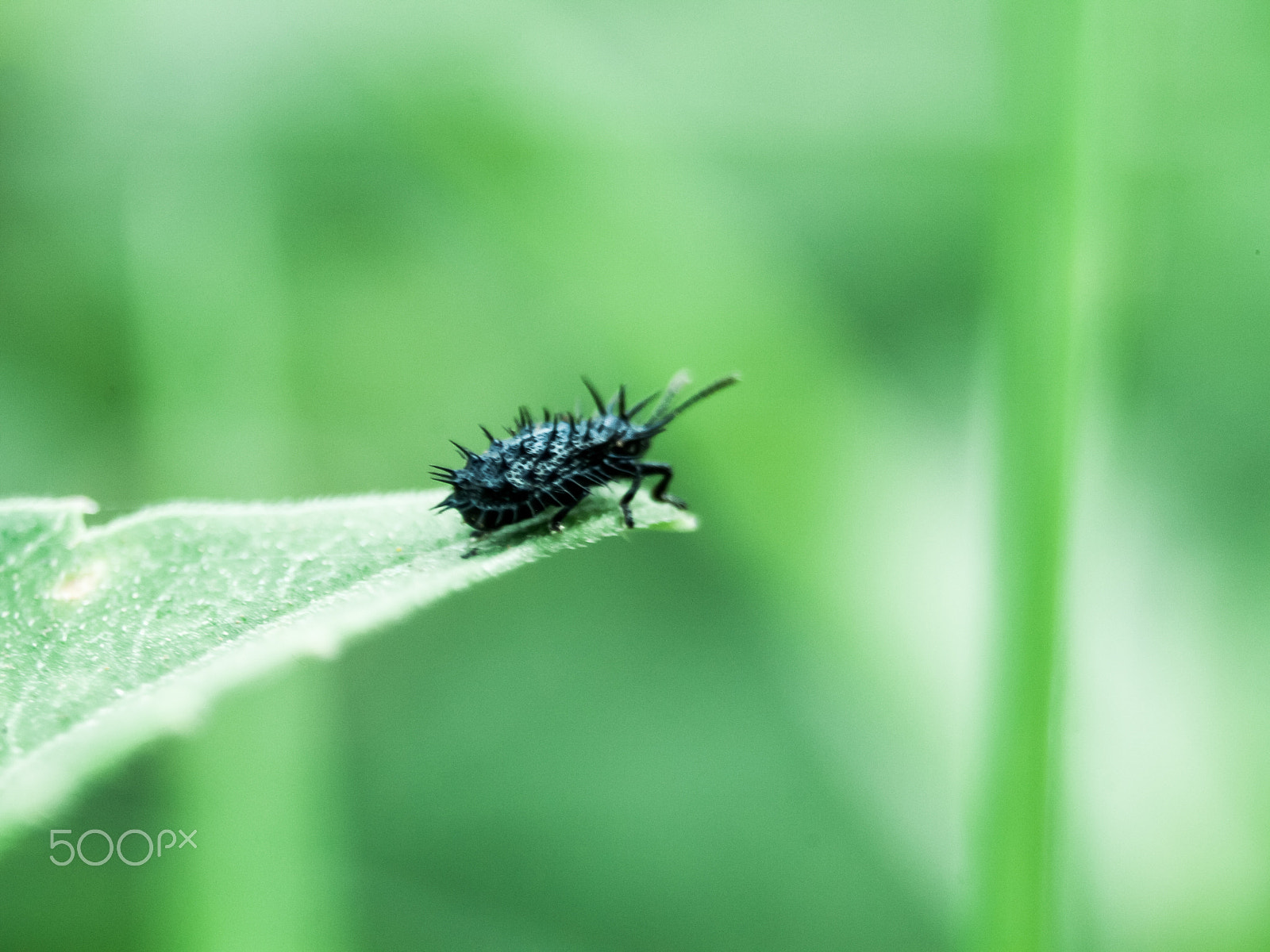 Canon EF-S 18-55mm F3.5-5.6 sample photo. Thorn photography