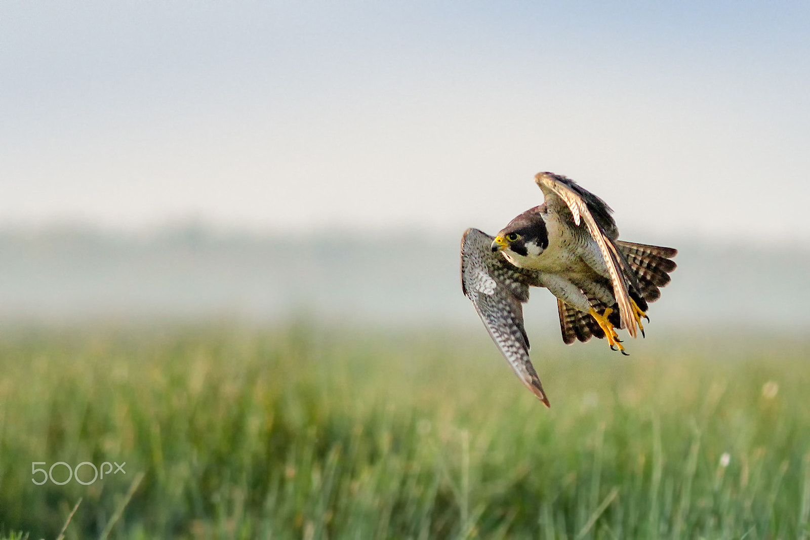 Canon EOS 60D + Canon EF 400mm F5.6L USM sample photo. The lord of raptors photography