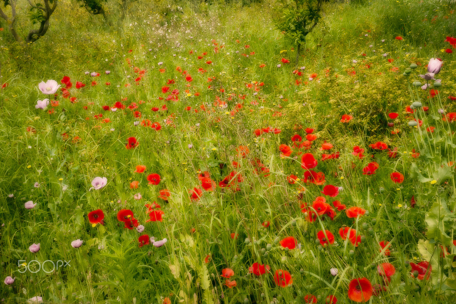 Panasonic Lumix DMC-G5 sample photo. Wildflower impression photography
