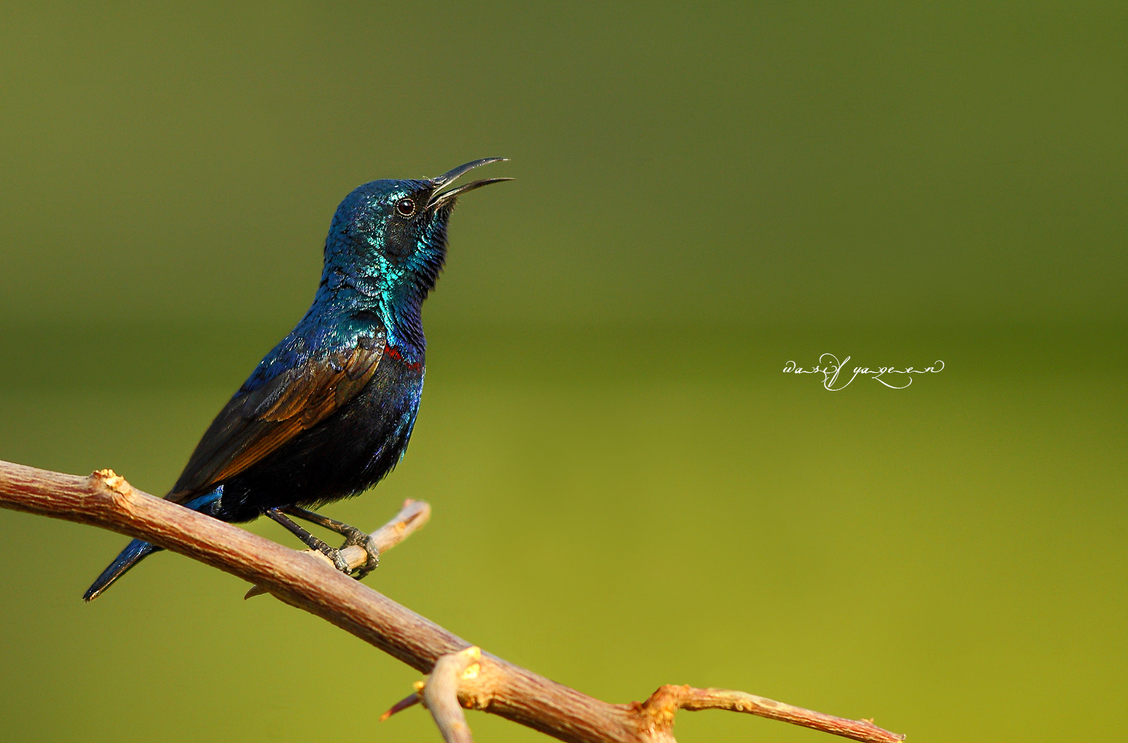 Canon EF 500mm f/4.5L sample photo. Purple sunbird photography