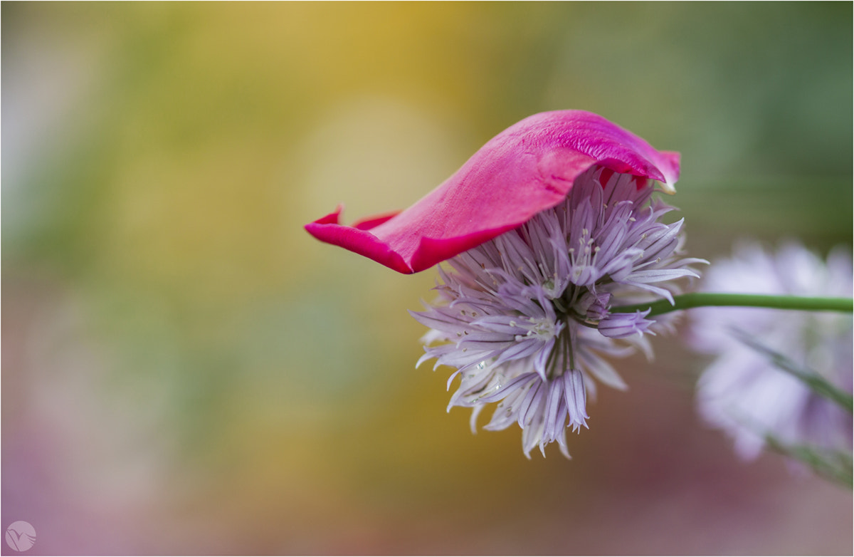 Sigma 105mm F2.8 EX DG OS HSM sample photo. Petaloso photography