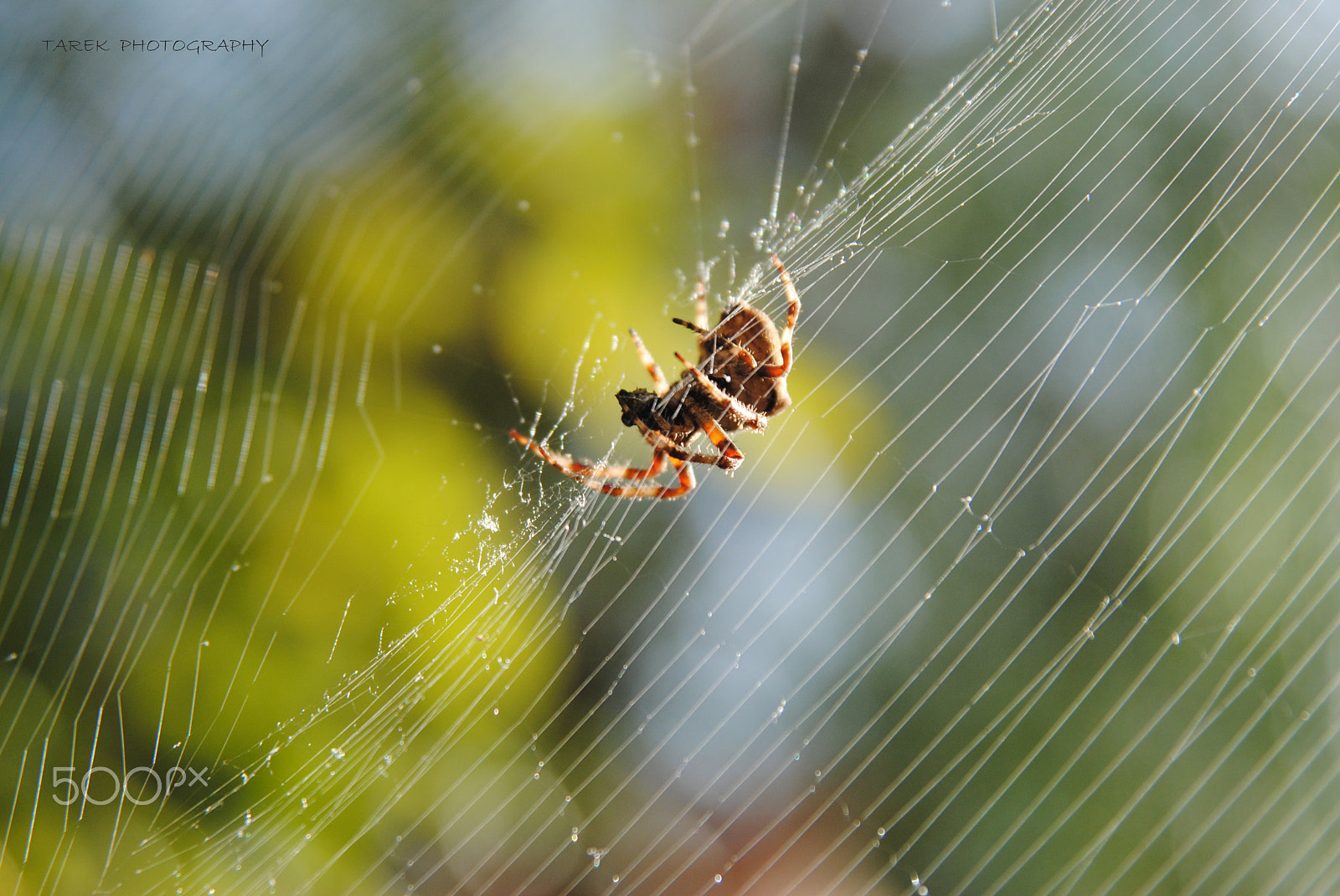 Nikon AF Nikkor 24-85mm F2.8-4D IF sample photo. Sobhane allah photography