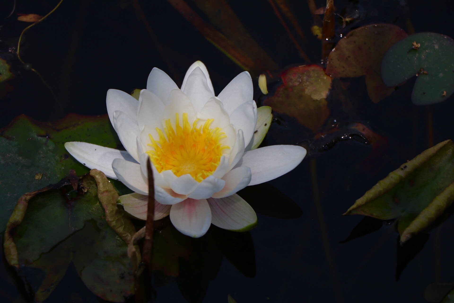 Canon EF-S 18-135mm F3.5-5.6 IS USM sample photo. 睡莲 photography
