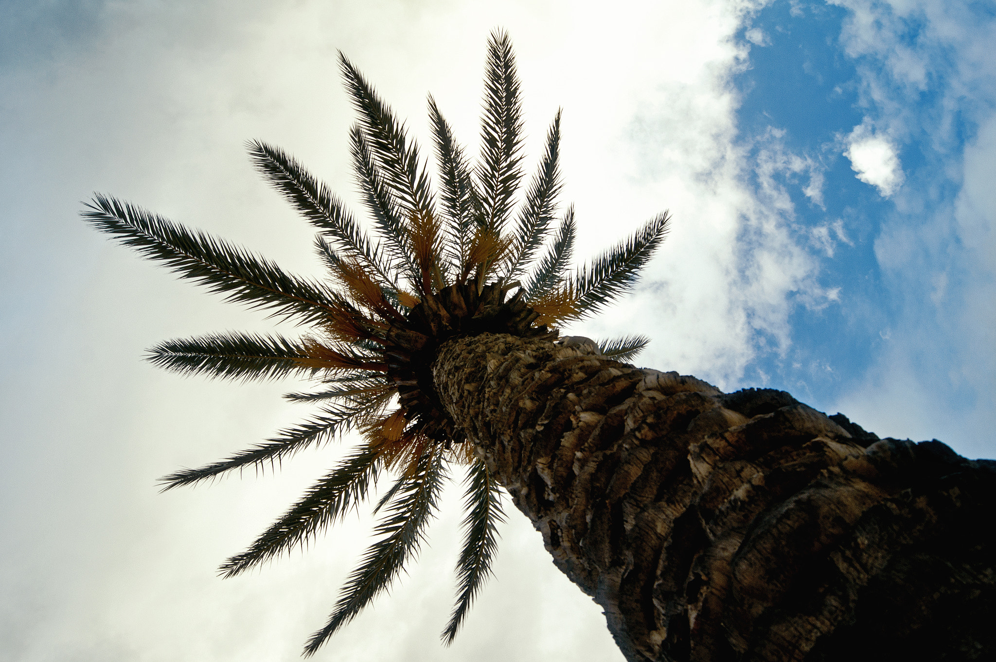 Sony Alpha DSLR-A450 + Sony DT 18-55mm F3.5-5.6 SAM sample photo. Palm in hammamet, tunisia photography