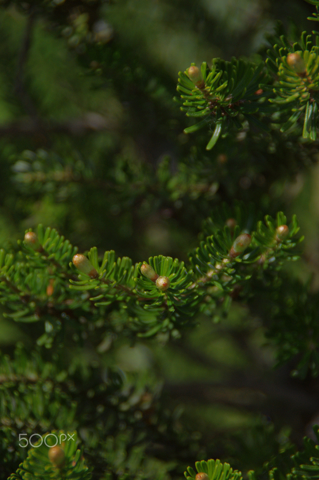 Pentax K-x sample photo. Spruce 1 photography