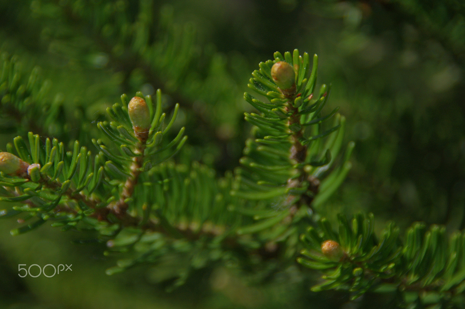 Pentax K-x + Tamron AF 18-250mm F3.5-6.3 Di II LD Aspherical (IF) Macro sample photo. Spruce 2 photography