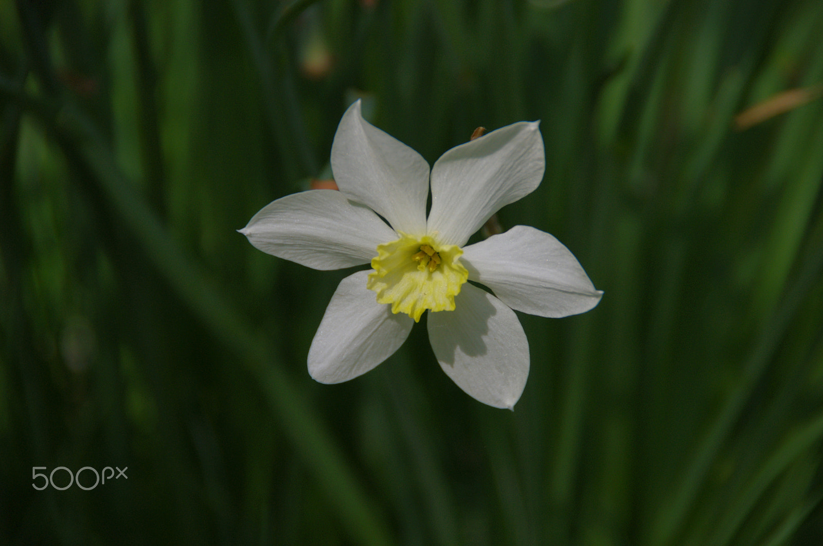 Pentax K-x sample photo. Narcissus photography