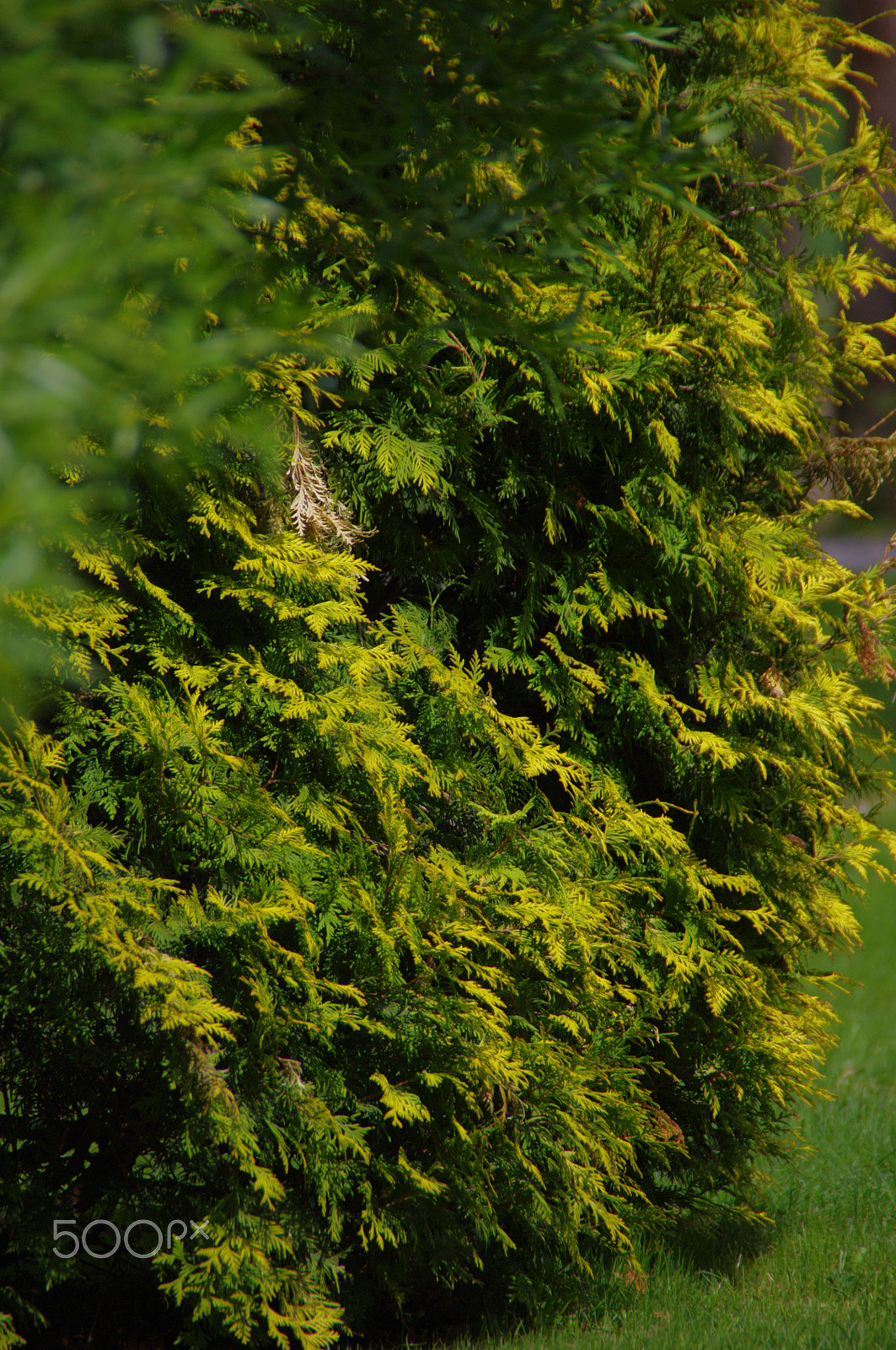 Pentax K-x sample photo. Fir 1 photography