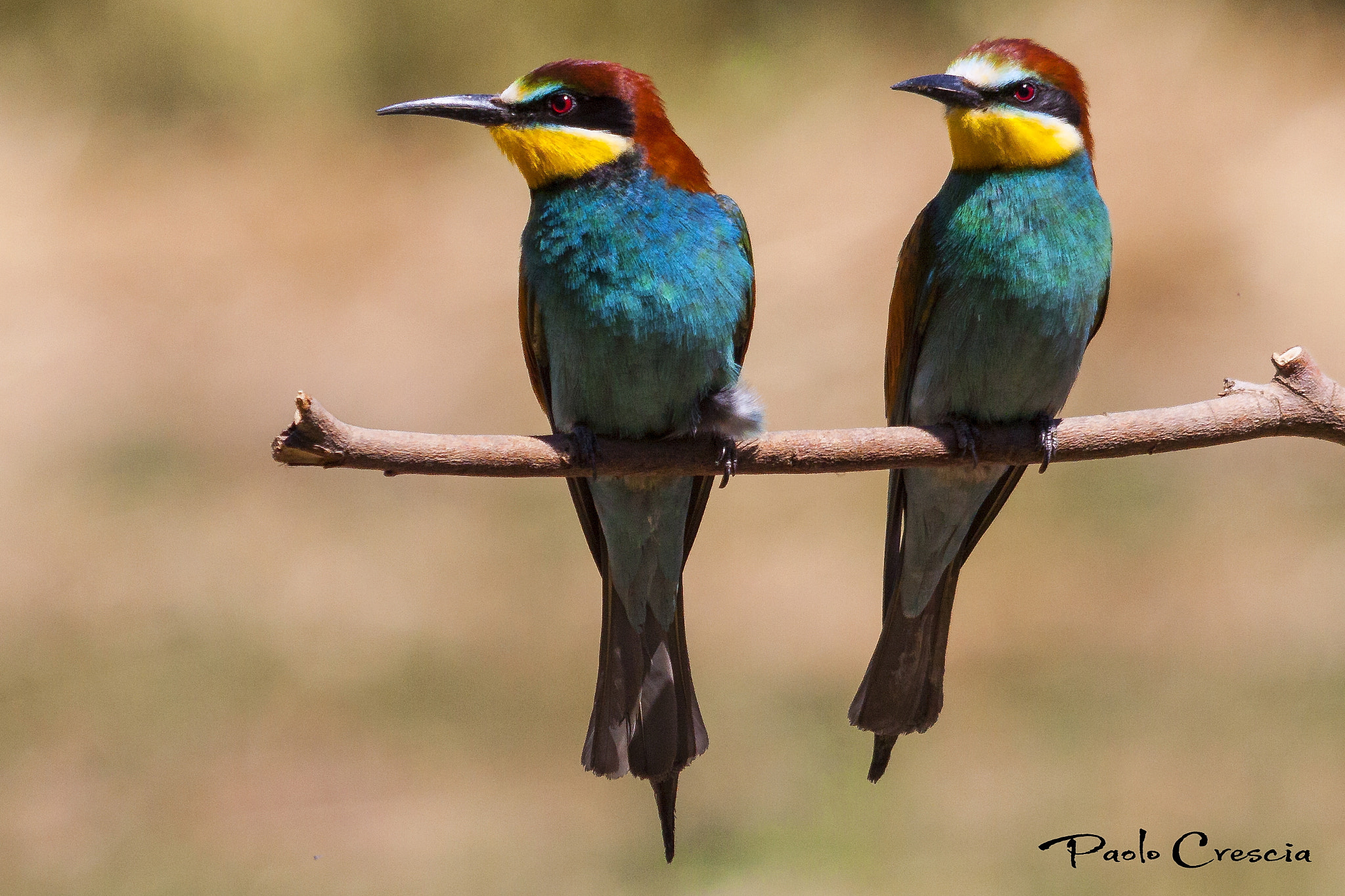 Sigma 150-500mm F5-6.3 DG OS HSM sample photo. La coppia photography
